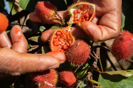 A seed older than sunscreen